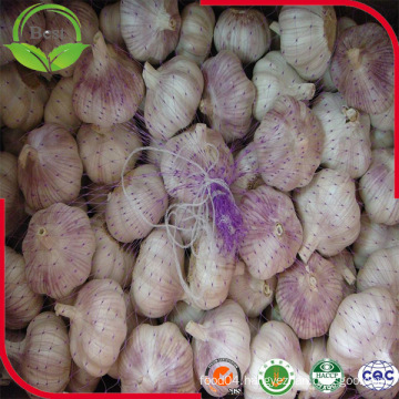 Fresh Normal White Garlic with Purple Skin